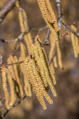 Fototapeta premium Hazelnut tree with a lot of big yellow hazelnut pollen
