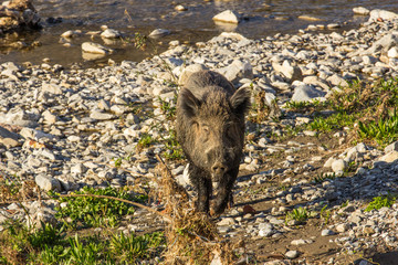Outdoor boars in the river