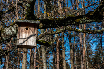 Little bird table on a big and old tree