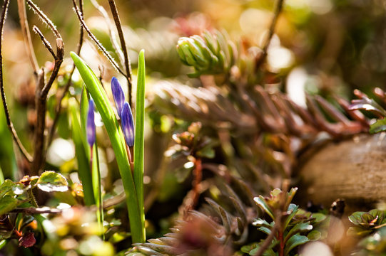Sternhyazinthen Schneeglanz Schneestolz Chionodoxa im Gegenlicht