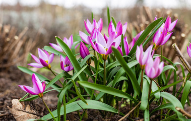 Pierwsze oznaki wiosny. Fioletowe kwiaty w parku. Nowe zycie. Zielen w rozkwicie.  - obrazy, fototapety, plakaty