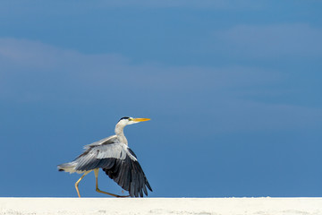  walking Heron