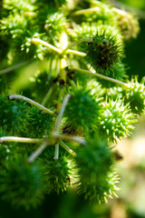 Close up Green Castor tree