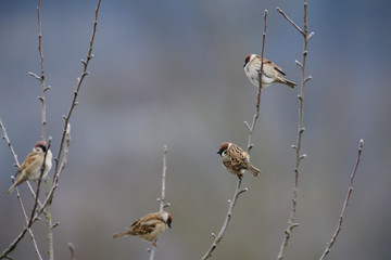 Eurasian tree sparrow watching on the branch tree in spring