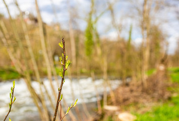 Pierwsze oznaki wiosny. Mlode listki na krzakach nad rzeka. Nowe zycie. Zielen w rozkwicie.  - obrazy, fototapety, plakaty