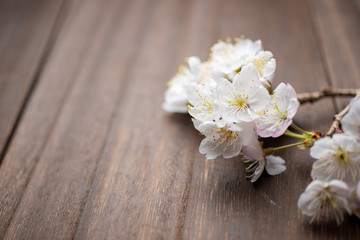 満開の桜