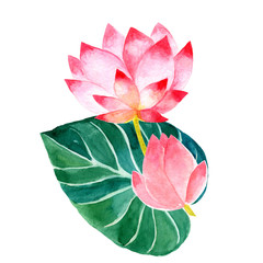 watercolor lotus isolated on white background
