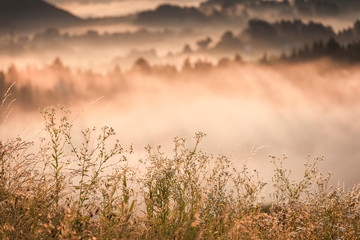 photo of tall grass early in the morning in June