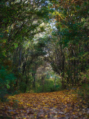 forest in autumn