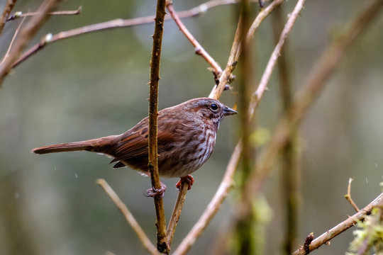 A song sparrow sits on a branch