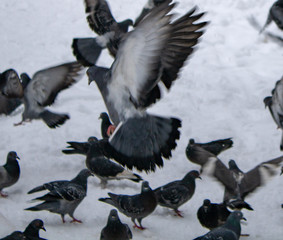 Pigeons eat extra food and take off
