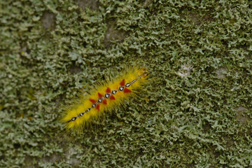 Raupe der Ahorn-Rindeneule (Acronicta aceris)