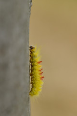 Raupe der Ahorn-Rindeneule (Acronicta aceris)