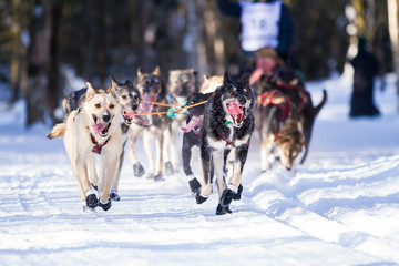 Sled Dog Racing