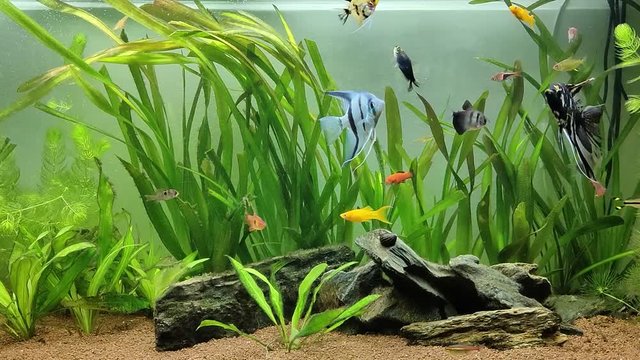 Relaxing scene of beautiful fishes swimming in a planted tropical freshwater aquarium