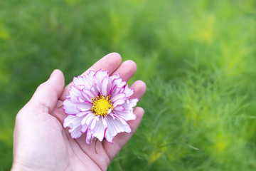 Flower of cosmea growing in nature in female hand