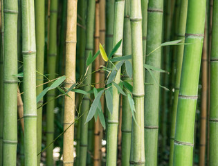 Obraz premium Bamboo forest with leaves. Natural tropical background