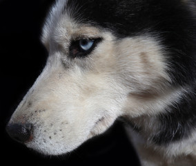 Siberian husky dog close-up. Portrait of a friendly breed of pets with an expressive and attentive look of a blue eyes.