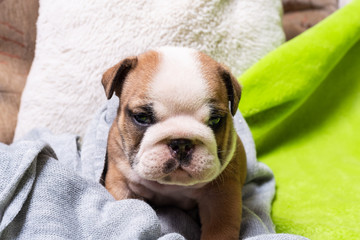 Small, little english bulldog puppy, baby, newborn