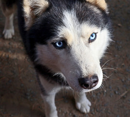 Siberian husky dog close-up. Portrait of a friendly breed of pets with an expressive and attentive look of a blue eyes.
