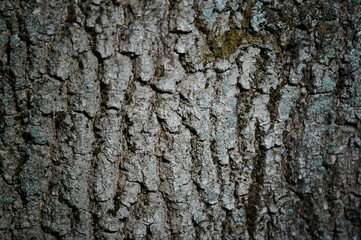bark of a tree
