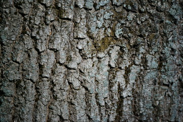 old tree bark