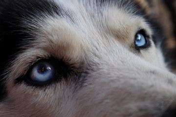 Siberian husky dog close-up. Portrait of a friendly breed of pets with an expressive and attentive look of a blue eyes.