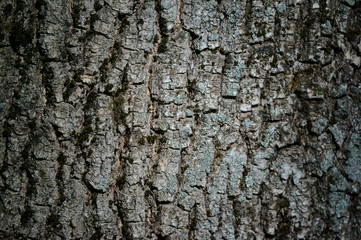 tree bark texture