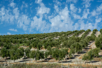 Fototapeta na wymiar Andalusian landscape with yellow hills and green olive trees plantations