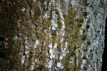 bark of a tree