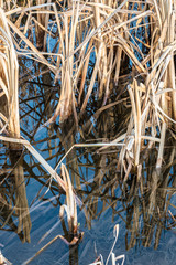 Marshland with smelling brackish water and a lot of reeds