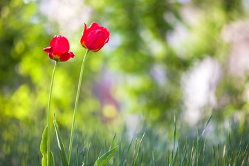 Bright pink red tulip flowers blooming on high stem on blurred green copy space background. Beauty and harmony of nature concept.
