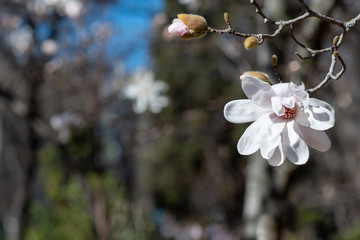 White flowers of the Loebner magnolia Merrill