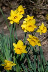 Obraz premium Flowers of malvern city narcissus