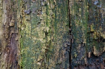 bark of a tree
