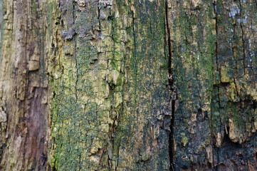 bark of a tree