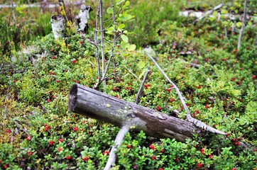 Bush of wild ripe cowberry in a forest. Lingonberry with green leaves, red berries at the forest. Wild lingonberry or cowberry.