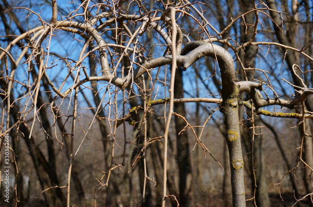 Sticker barbed wire