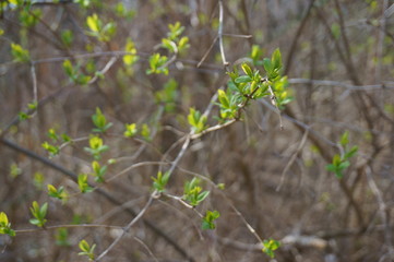 Fototapeta premium leaves of a tree in spring