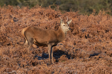 Young Red Deer Stag (Cervus elaphus) in thick bracken