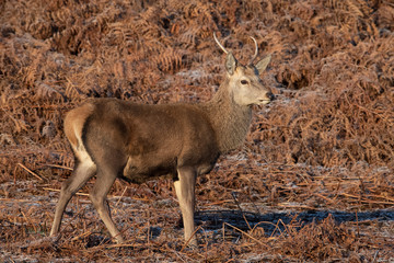 Young Red Deer Stag (Cervus elaphus) in thick bracken