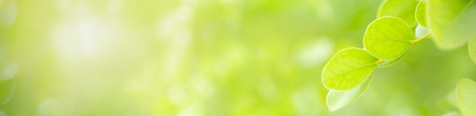 Fototapeta premium Zamknij się piękny widok natury zielony liść na niewyraźnym tle zieleni w świetle słonecznym z bokeh i skopiuj przestrzeń, używając jako tła krajobrazu roślin naturalnych, koncepcja okładki ekologii.