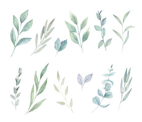 Floral greenery set with eucalyptus branch. Hand drawn botanical  illustration on white background
