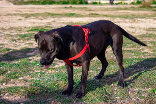 Perro negro con arnes rojo mirando al suelo