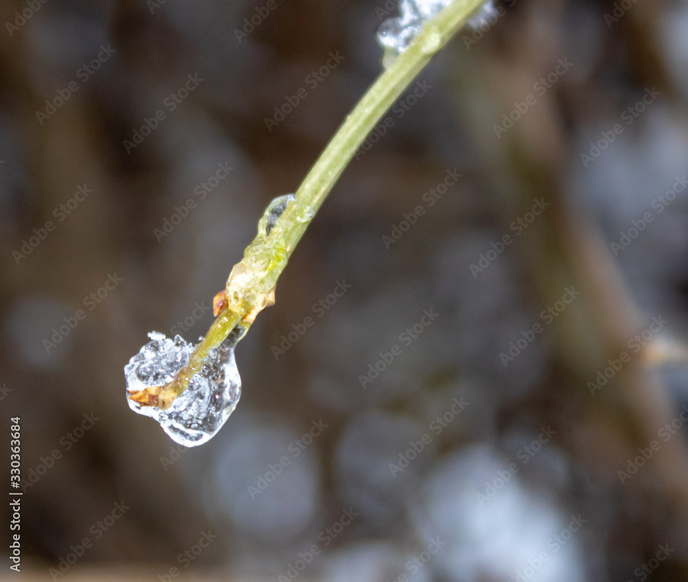 Poster the branch of the tree in cold winter is covered with ice sheets like diamonds