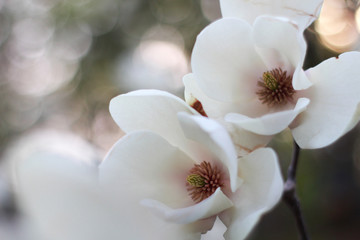 Naklejka na ściany i meble magnolia flower on a tree in a beautiful spring day bokeh background
