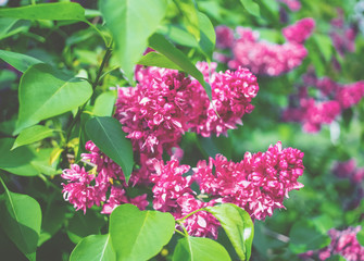 branches of blooming lilac close-up. blooming lilac bushes in the Park. spring background with purple lilac.