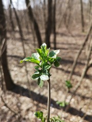 New, green leaves in the spring tree