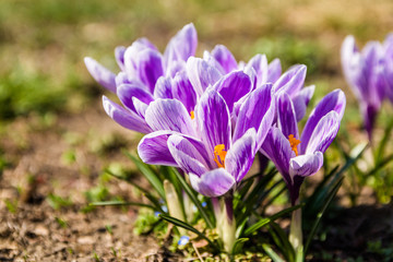 Fototapeta premium closeup fresh spring crocus flower warmed by sun beams in forest at sunrise