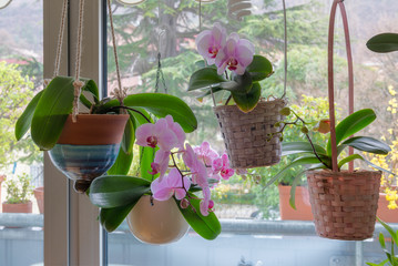 pink orchid at  window of balcony - obrazy, fototapety, plakaty